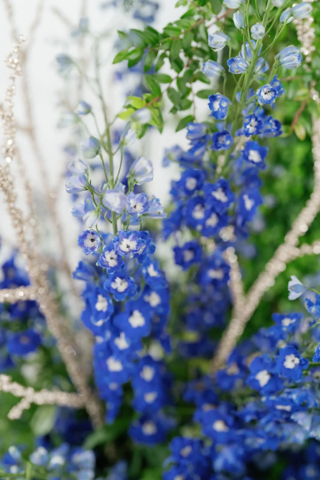 Close detail of blue delphinium