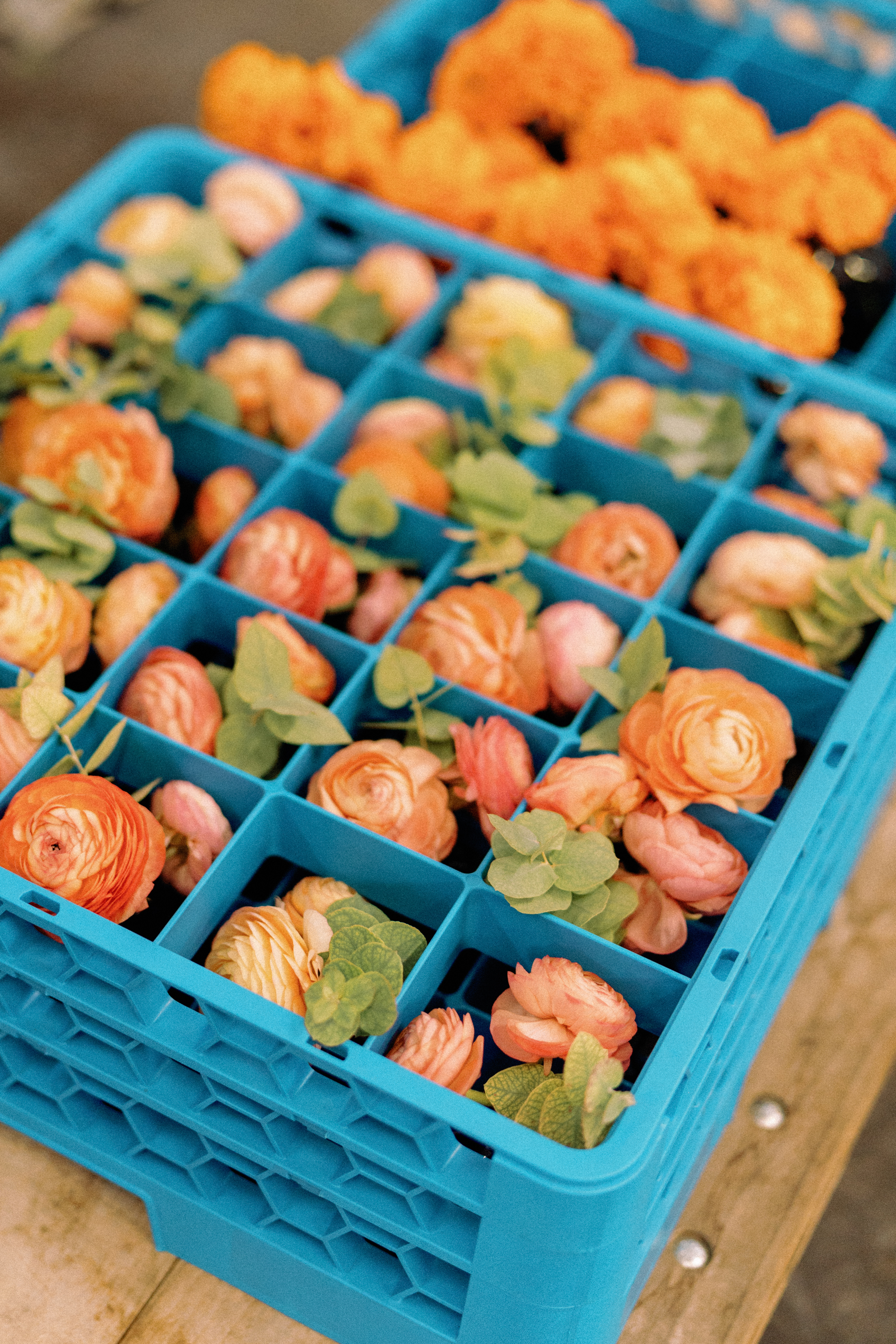 Peach ranunculus blossoms and fresh green foliage arranged in bright blue transport crates during event preparation.