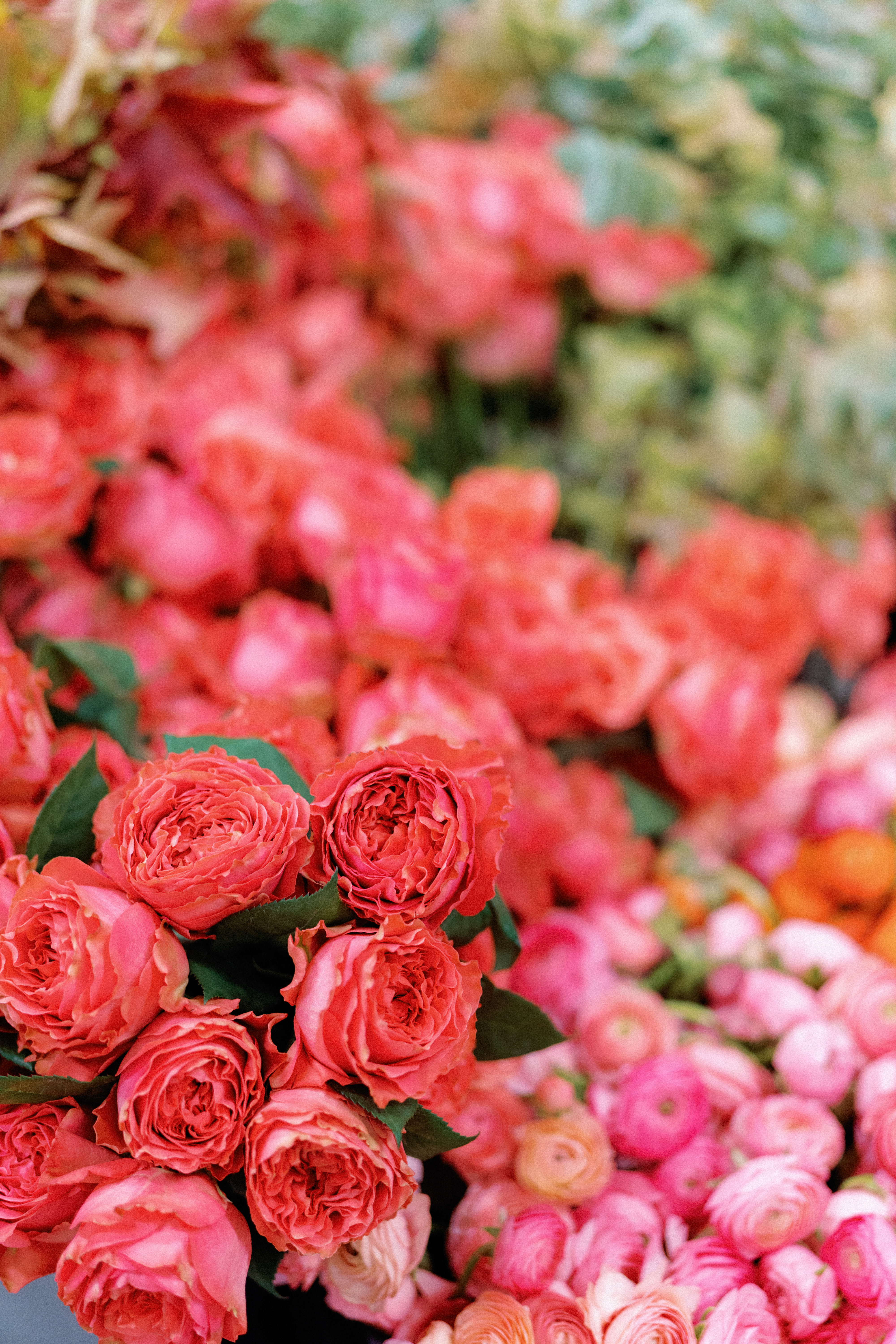 Vibrant coral garden roses and pink ranunculus with lush layered petals in a soft-focus floral arrangement.