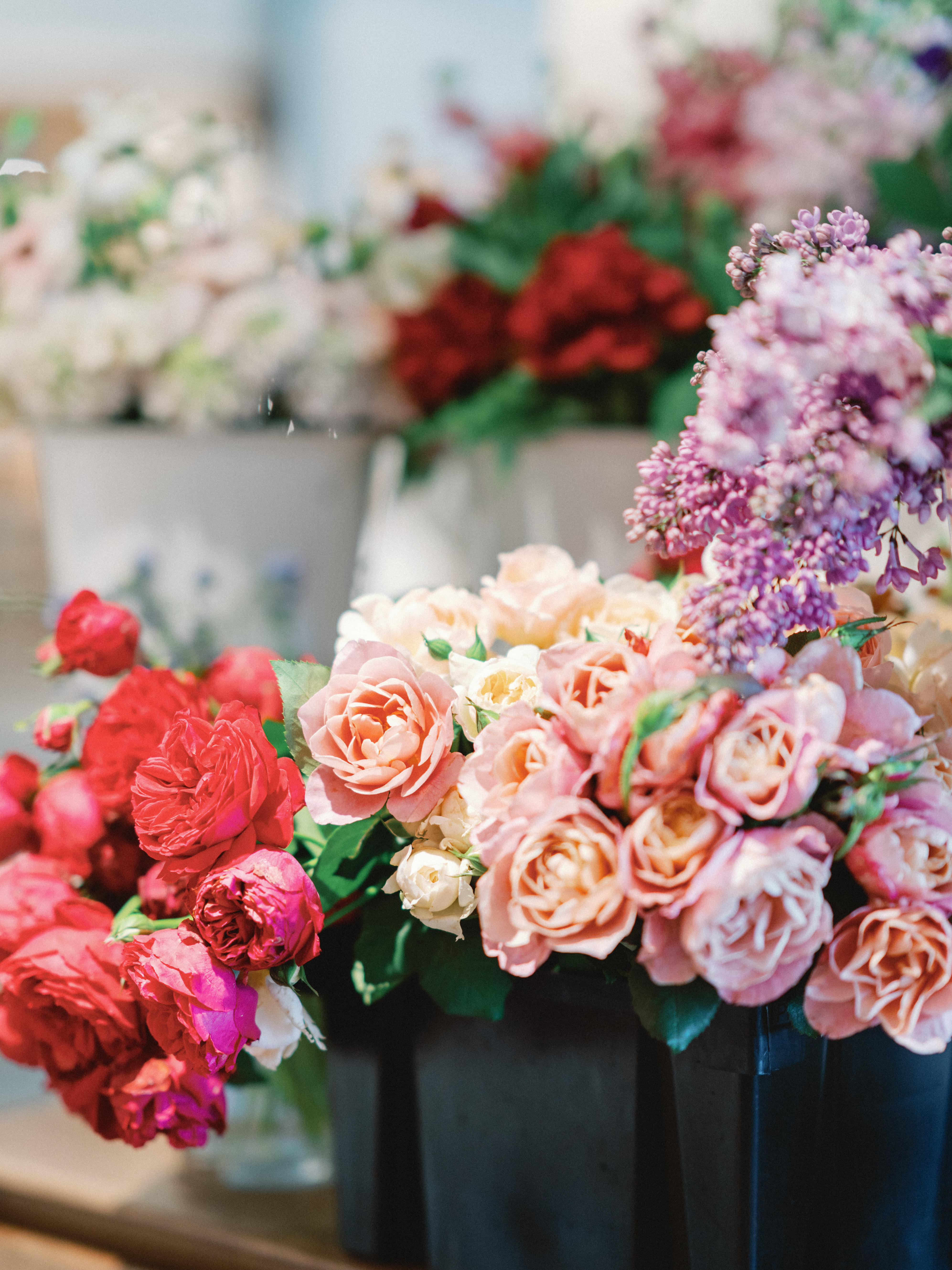 Blush and peach garden roses in full bloom with soft green foliage.