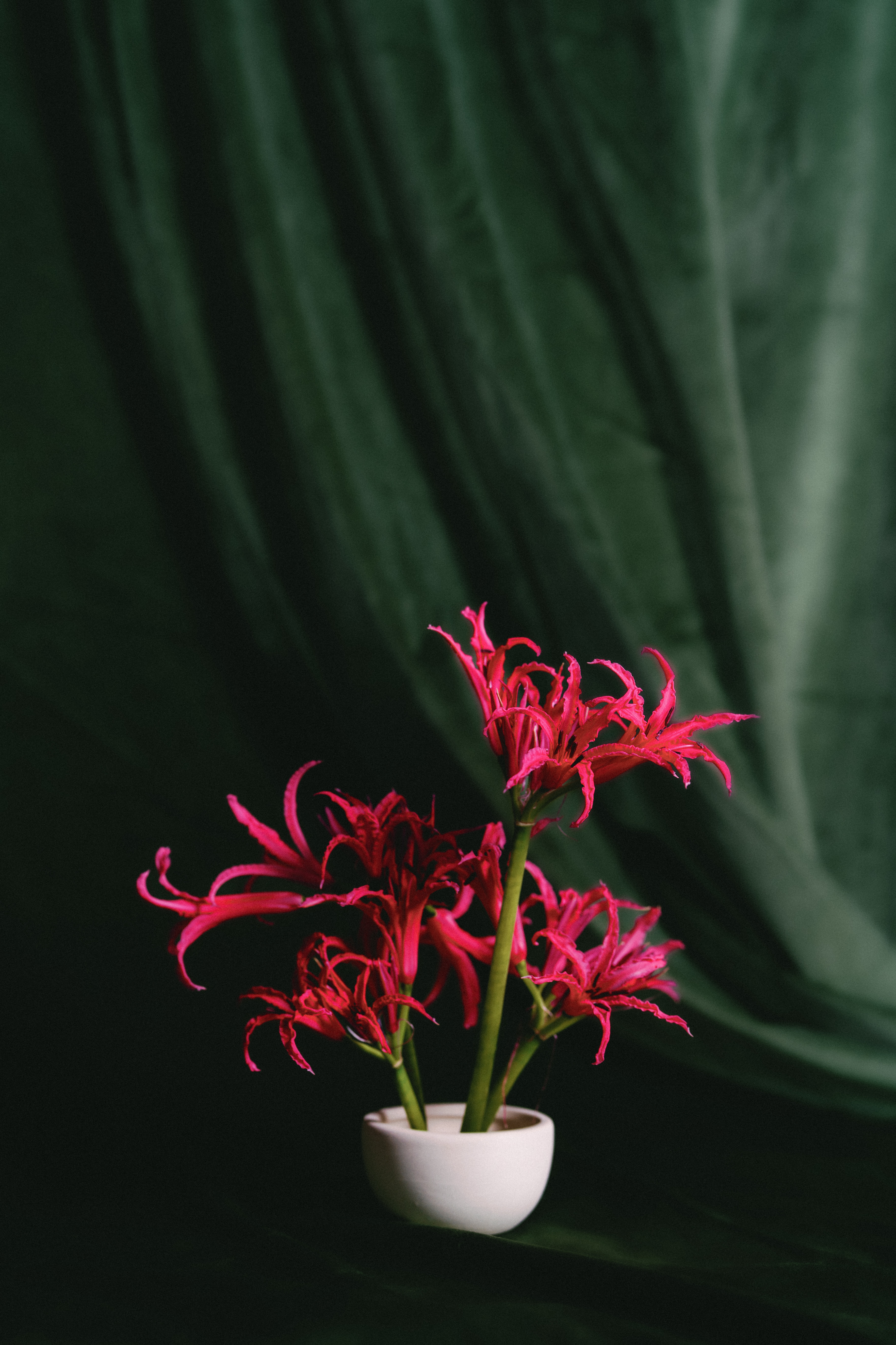 Vibrant magenta nerine lilies arranged in a small white ceramic bowl against draped dark green fabric.