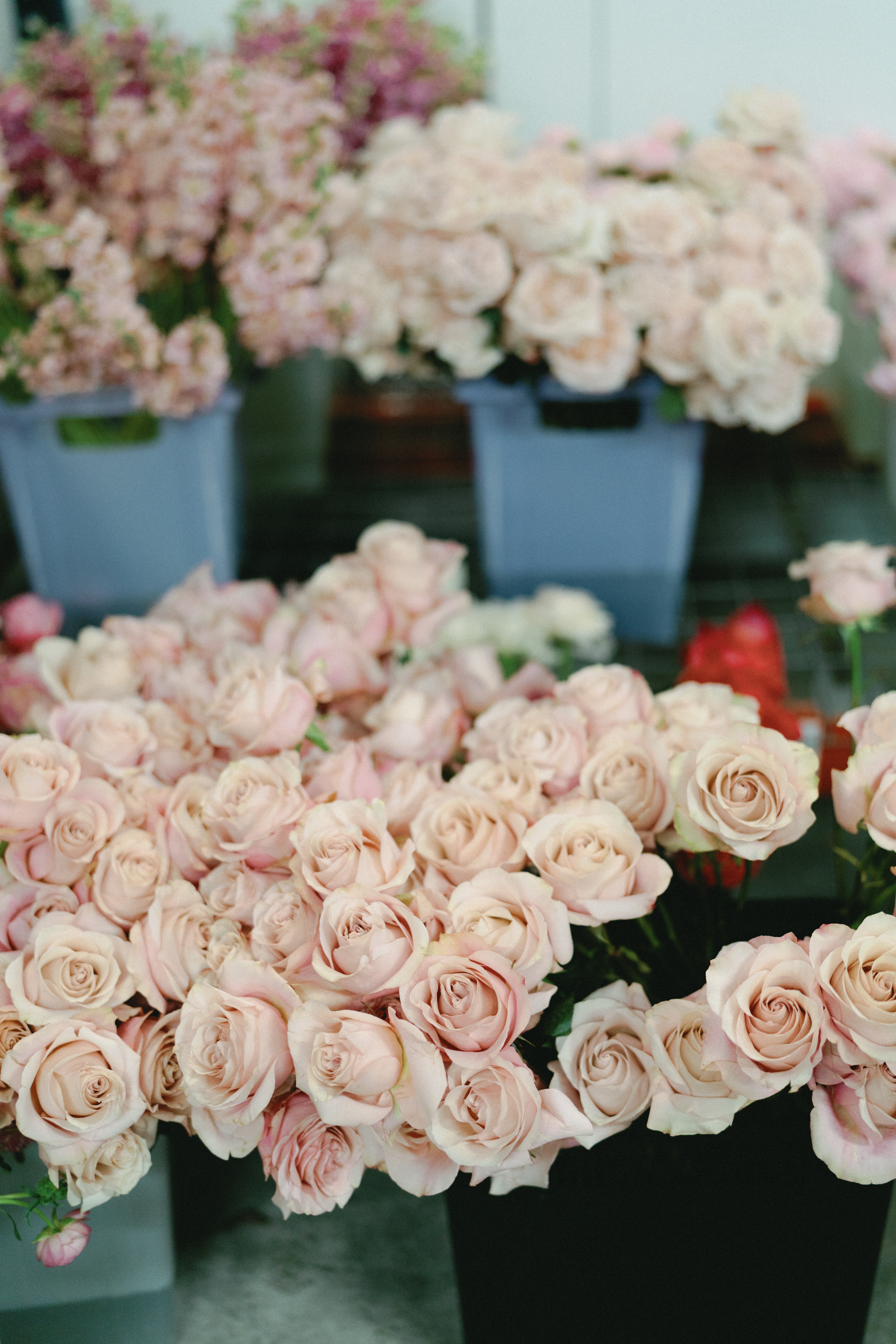 Clusters of fresh blush pink garden roses gathered for event floral design.