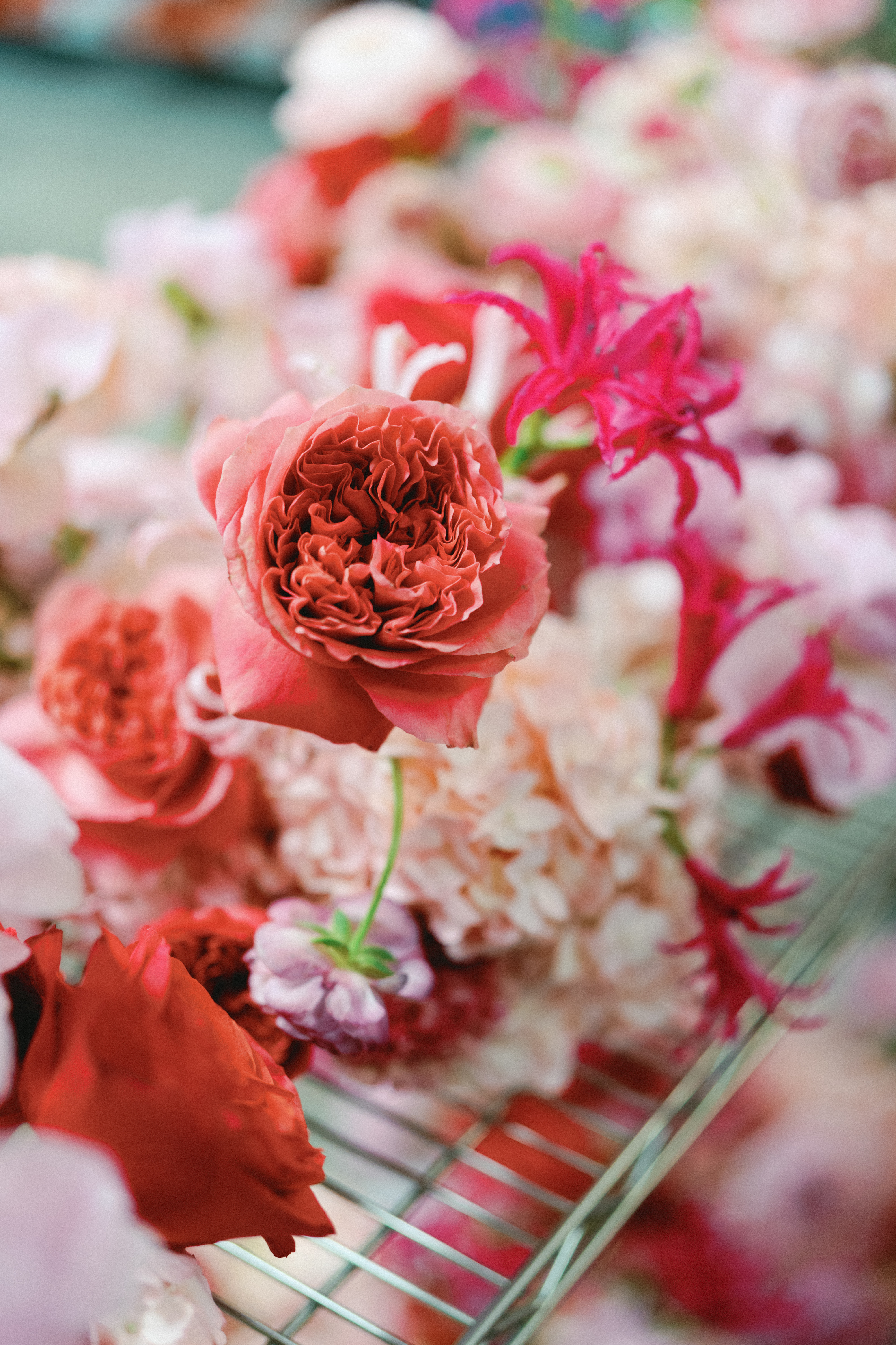 Close-up of a ruffled coral-pink garden rose surrounded by soft pink blossoms.