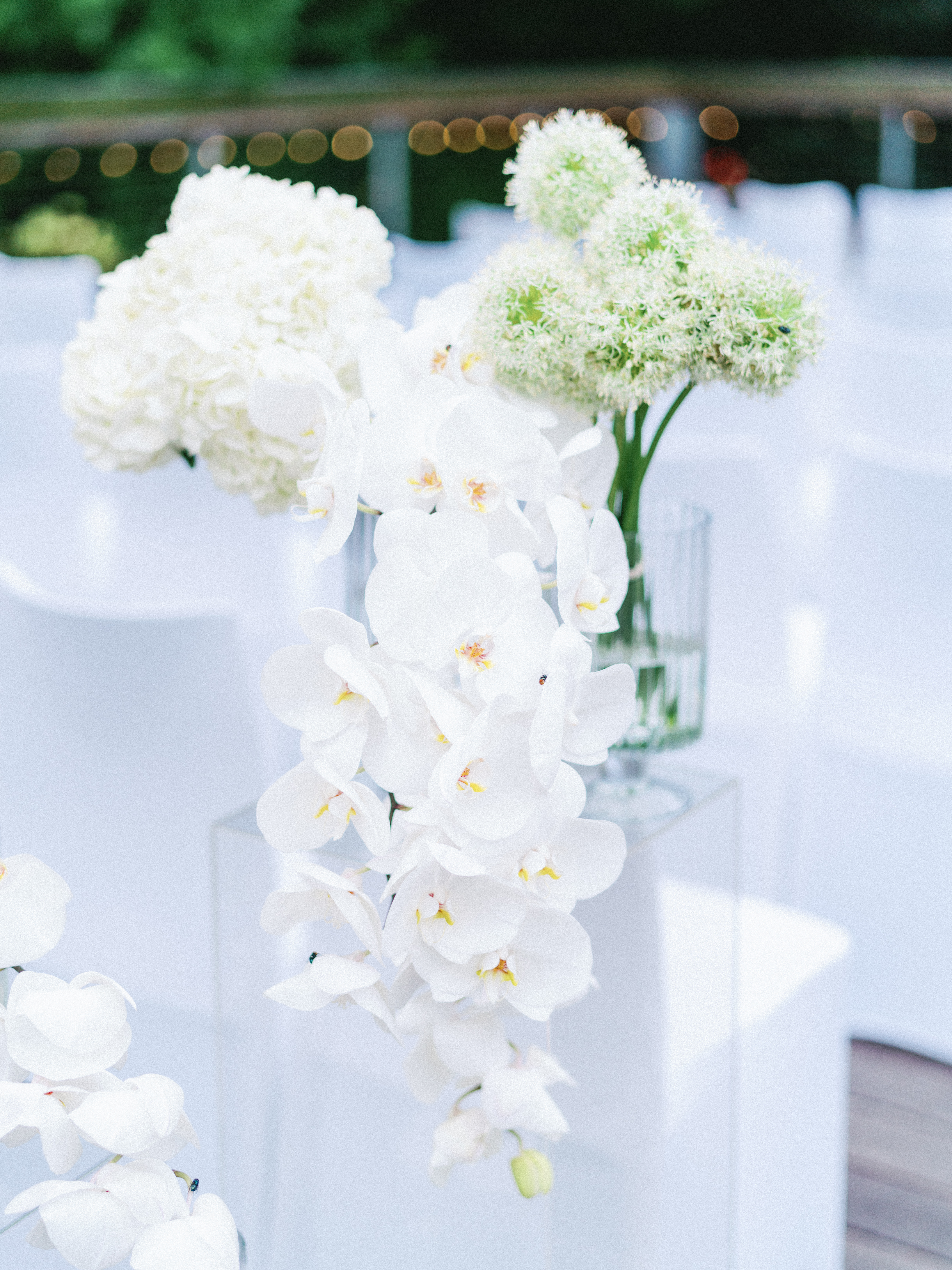 Close-up of cascading white phalaenopsis orchids and pale green allium blooms with soft bokeh lighting.